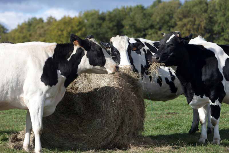 Vacas comiendo